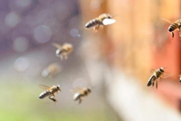 abejas 360x240 - Monitoreo de colmenas